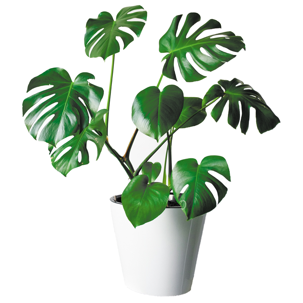 Monstera