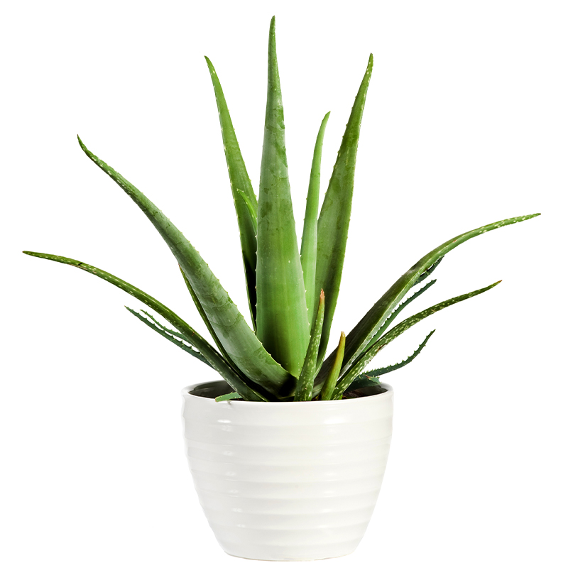 Aloes - Kwiatowa Przesyka